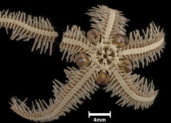 Media type: image;   Invertebrate Zoology OPH-2349 Description: Bottom up view of single ophiuroid specimen with a scale bar.;  Aspect: ventral